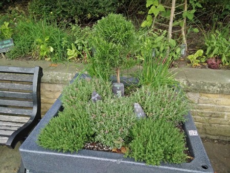 Incredible Edible Urn Herbs